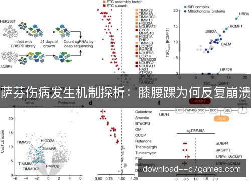萨芬伤病发生机制探析:膝腰踝为何反复崩溃 萨芬伤病发生机制探析:膝腰踝为何反复崩溃